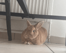 Lapin Rabbit GIF - Lapin Rabbit GIFs