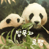 two panda bears eating green leaves with chinese writing on the bottom