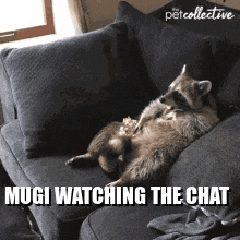 Mugi Raccoon Mugi Chat GIF