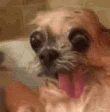 Dog Derp GIF - Dog Derp Tongue Out GIFs