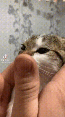 Cute Cat Squish Squishy GIF - Cute Cat Squish Squishy Cute Cat GIFs