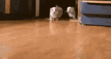 Puppy Stampede  GIF - Puppy Puppies Corgi GIFs