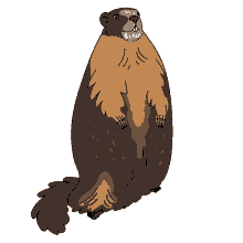 marmot yellow bellied marmot