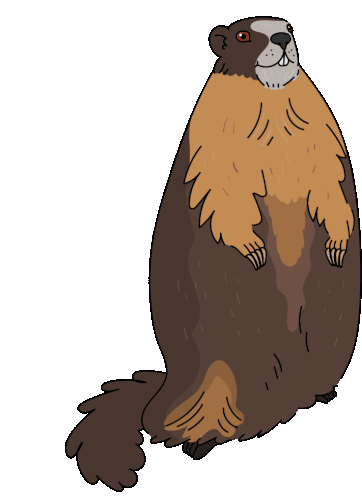 Marmot Yellow Bellied Marmot Sticker - Marmot Yellow Bellied Marmot Stickers
