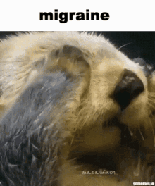 Otter Allergies GIF - Otter Allergies Allergy GIFs