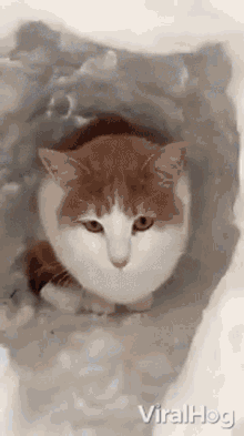 cat viralhog cozy igloo snow