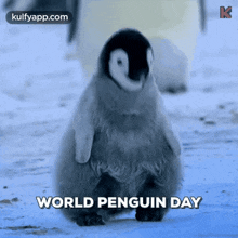 Penguin Day.Gif GIF