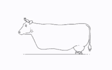 Cow Cowboy GIF - Cow Cowboy Milk GIFs