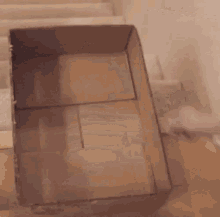Siamese Cat GIF - Siamese Cat Slide GIFs