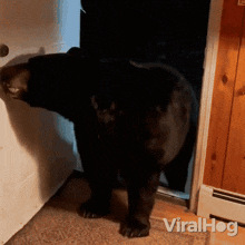 bear closing the door bear viralhog locking the door shutting the door