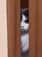 Angry Cat GIF - Angry Cat Sus GIFs