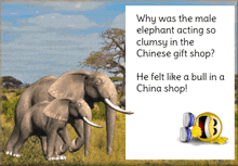 Funny Jokes GIF - Funny Jokes Elephant GIFs