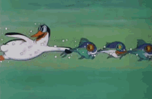 a cartoon duck is swimming in the water with three fish behind it .