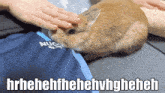 a person petting a rabbit that is wearing a nugget shirt