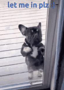 Let Me In Doggy GIF - Let Me In Doggy Dancing Dog GIFs