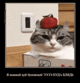 Komaru Cat Cat GIF - Komaru Cat Cat Lol GIFs