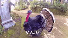 Maju Jalan GIF - Ayam Kalkun Ayam Turkey GIFs