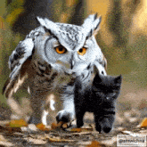 a white owl and a black kitten are walking in the woods