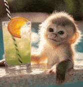 a baby monkey sitting next to a glass of green liquid