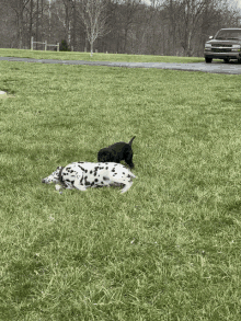 Puppy Dog GIF - Puppy Dog Chase GIFs