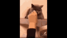 Cat In Rubber Band GIF