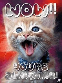 Wow Awesome GIF - Wow Awesome Cat GIFs