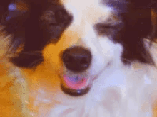 a blurry picture of a black and white dog with its tongue out