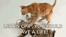 Cat Cpr GIF
