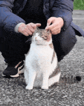 a person petting a cat with a pair of nike shoes