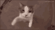 Cat Come Here GIF - Cat Come Here Hug GIFs