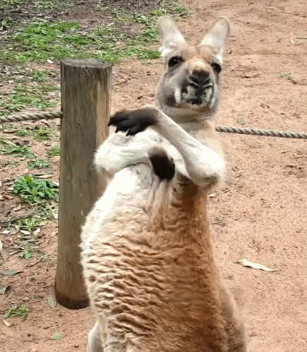 Kangaroo Scratch Itch GIF - Kangaroo Scratch Itch Scratching GIFs