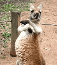Kangaroo Scratch Itch GIF - Kangaroo Scratch Itch Scratching GIFs
