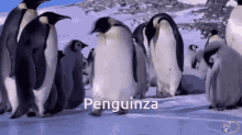 Penguinza GIF - Penguinza GIFs