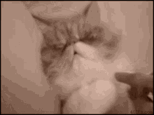 Cat Cat Wut GIF - Cat Cat Wut Grumpy GIFs