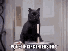 Cat Pot Stirrer GIF - Cat Pot Stirrer Pot Stirring GIFs