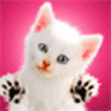 Cat Kitty GIF - Cat Kitty Meow GIFs