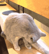 a gray cat is cleaning itself on a wooden bench