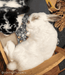 Rabbit Bunny GIF - Rabbit Bunny Rabbit Sleeping GIFs