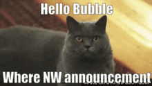 Hello Bubble Nw Announcement GIF - Hello Bubble Bubble Nw Announcement GIFs