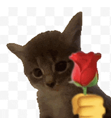 a kitten holding a red rose in its fist