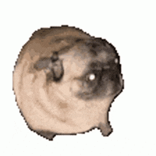 Pug Dance GIF - Pug Dance Dog GIFs