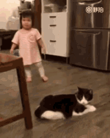 Cat Cat Tripping Girl GIF - Cat Cat Tripping Girl Prank GIFs