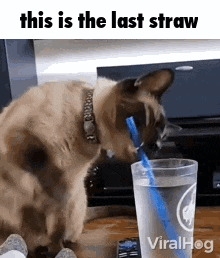 a cat is drinking water with a straw in a cup .