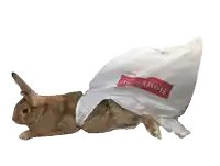a rabbit is wearing a white bag that says homesense