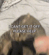 a cat laying on a bed with the words " i cant get it off please help "