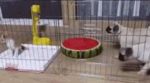 two cats are playing in a cage with a watermelon bowl in it .