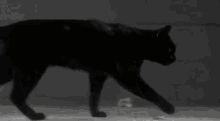 Black Cat Walking GIF - Black Cat Walking The End GIFs