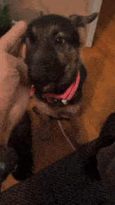 Dog Mouth Flop GIF - Dog Mouth Flop GIFs