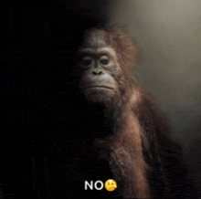 a monkey with a smiley face and the word no on it