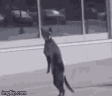 Cat Hype Dance Cat Dance GIF - Cat Hype Dance Hype Dance Cat Dance GIFs